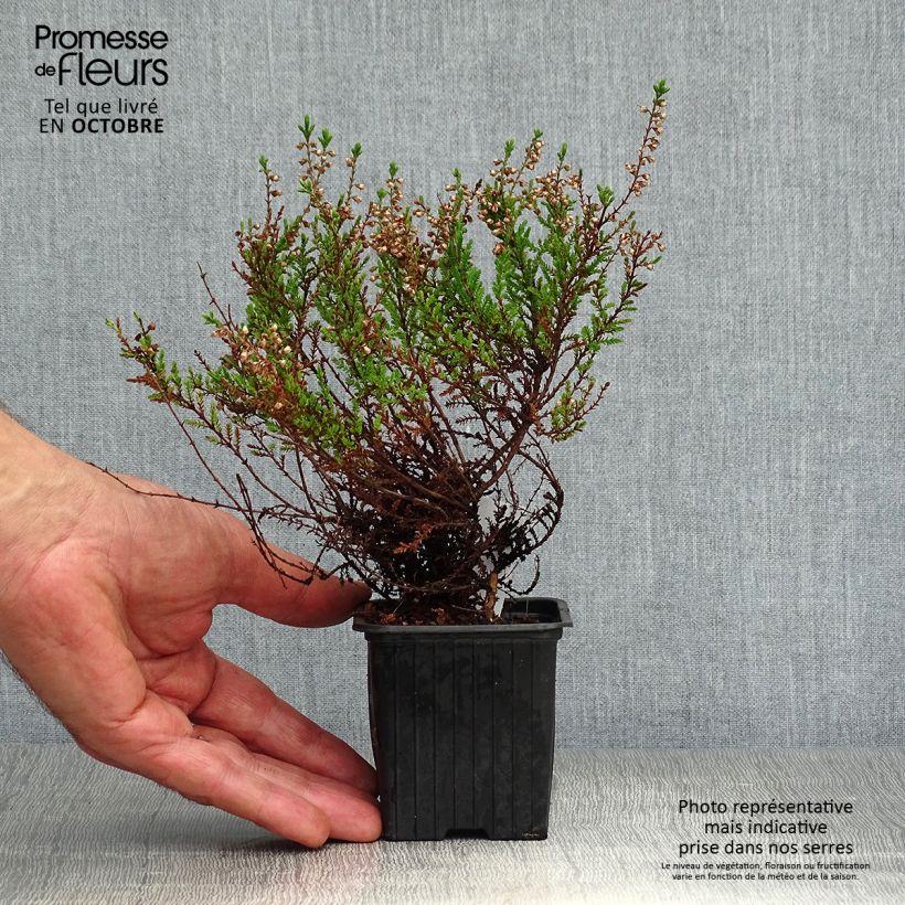 Exemplar von Bruyère d'été - Calluna vulgaris Spring Torch Godet de 8/9 cm wie im Herbst geliefert