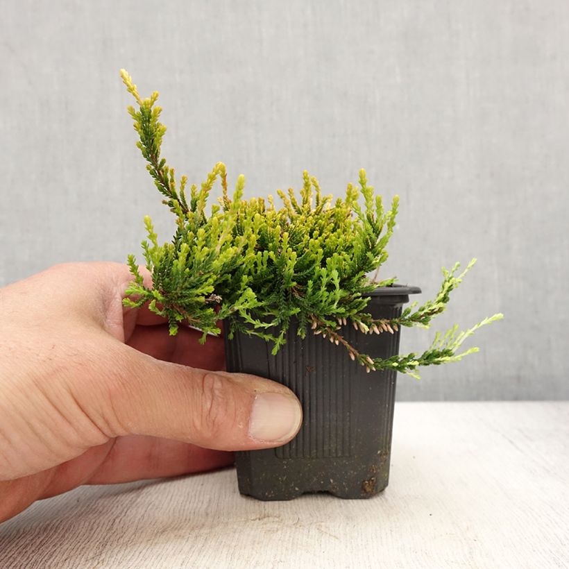 Exemplar von Bruyère d'été - Calluna vulgaris Theresa - Godet de 8/9 cm wie im Frühjahr geliefert