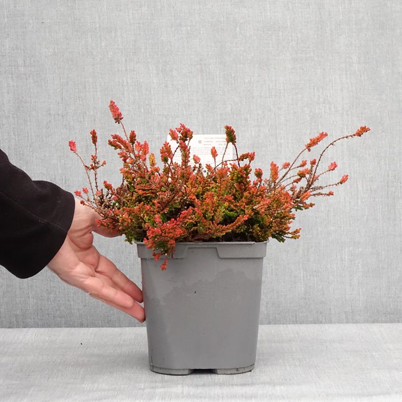 Exemplar von Besenheide Wickwar Flame - Calluna vulgaris Topf mit 2L/3LGelieferte Höhe ca. 10/15cm wie im Winter geliefert