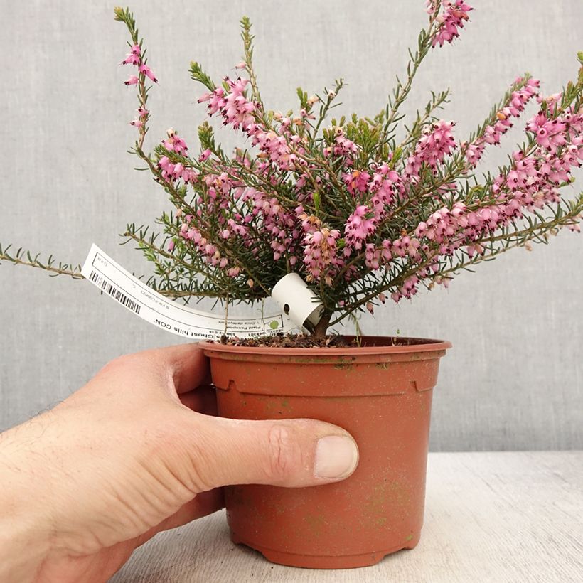 Exemplar von Winterblühende Heide Ghost Hills - Erica darleyensis Topf mit 1L/1,5L wie im Frühjahr geliefert