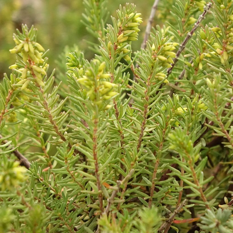 Winterblühende Heide Aurélie Bregeon - Erica darleyensis (Laub)