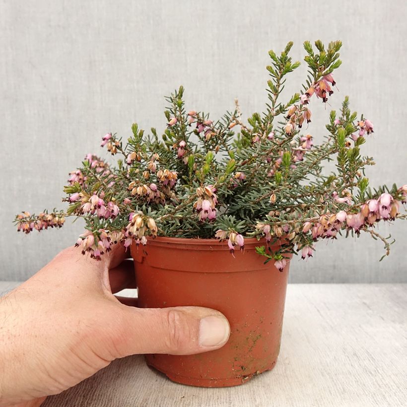 Exemplar von Bruyère d'hiver - Erica x darleyensis Aurélie Bregeon  - Pot de 1L/1,5L wie im Frühjahr geliefert