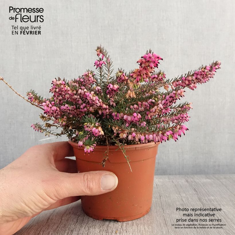 Exemplar von Bruyère d'Hiver - Erica x darleyensis Kramer's Rote - Pot de 1L/1,5L wie im Winter geliefert