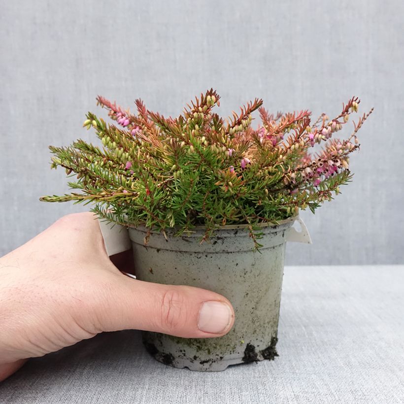 Exemplar von Winterblühende Heide Stieneke - Erica darleyensis Topf 12 cm / 13 cm wie im Winter geliefert