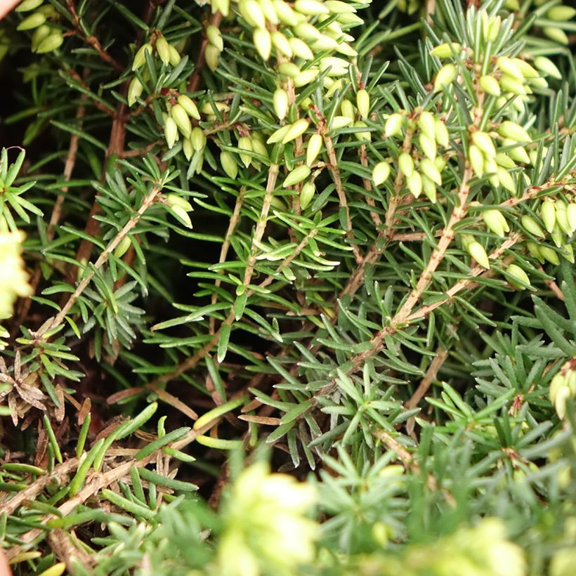 Winterblühende Heide Trio - Erica darleyensis (Laub)