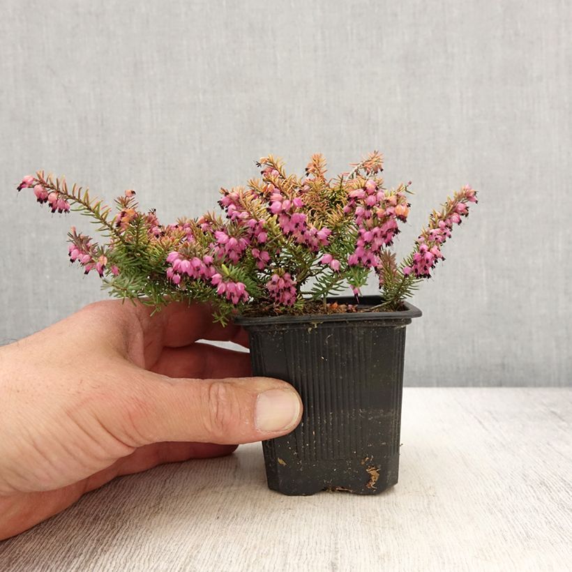 Exemplar von Winterblühende Heide Winter Belles Tylou - Erica darleyensis Kleine Töpfe von 8/9 cm wie im Frühjahr geliefert