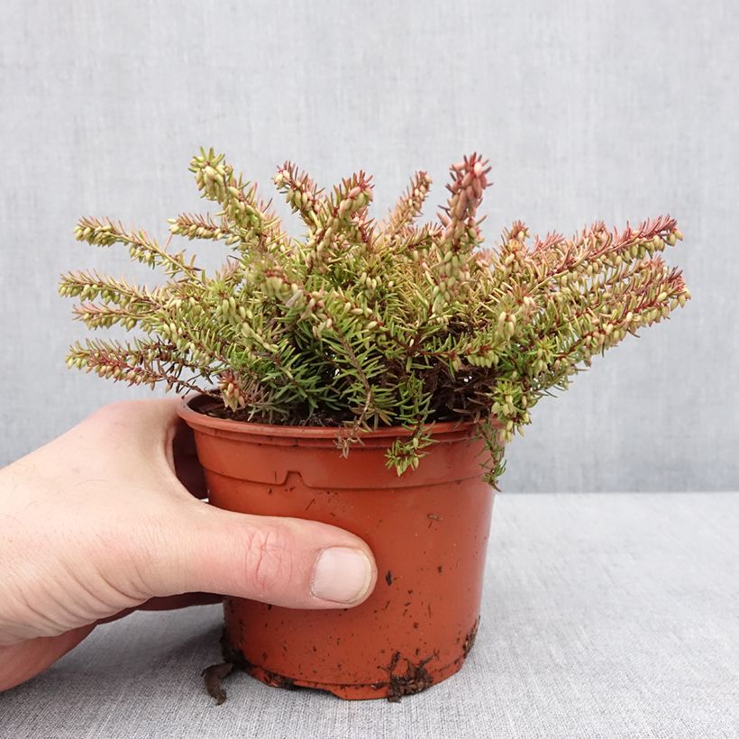 Exemplar von Winterblühende Heide Winter Belles Tylou - Erica darleyensis Topf mit 1L/1,5L wie im Winter geliefert