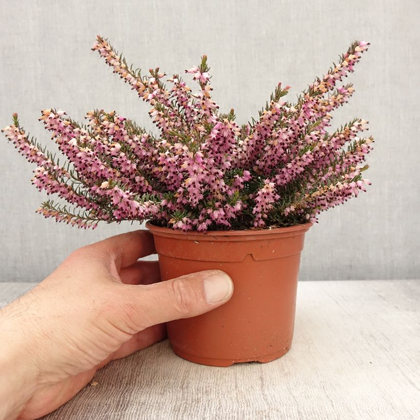 Exemplar von Winterblühende Heide Furzey - Erica darleyensis Topf mit 1L/1,5L wie im Frühjahr geliefert