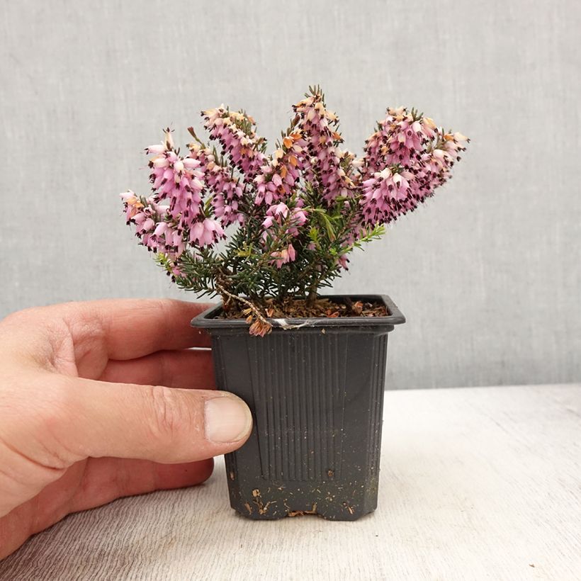 Exemplar von Schnee-Heide Ruby Glow - Erica carnea wie im Frühjahr geliefert