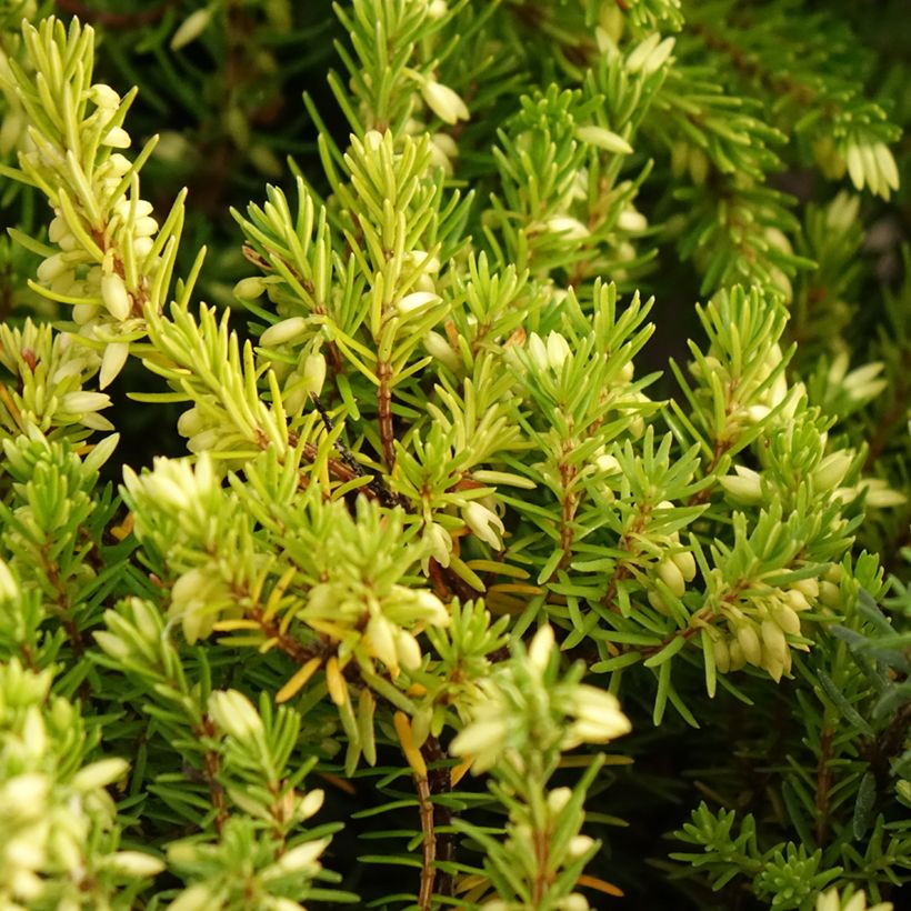 Schnee-Heide Isabell - Erica carnea (Laub)