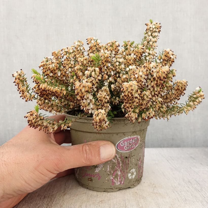 Exemplar von Bruyère des neiges - Erica carnea Isabell  - Pot de 12 cm wie im Frühjahr geliefert