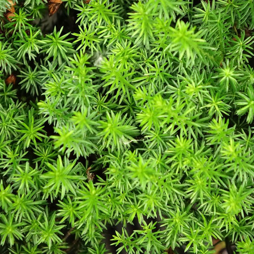 Schnee-Heide Isabell - Erica carnea (Laub)