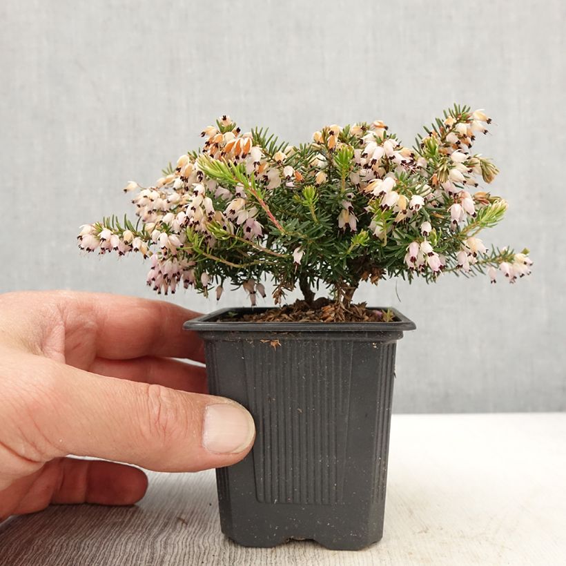 Exemplar von Winterblühende Heide Jenny Porter - Erica darleyensis Kleine Töpfe von 8/9 cm wie im Frühjahr geliefert