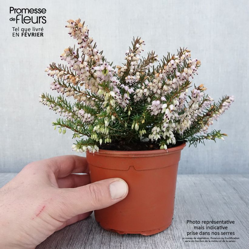 Exemplar von Bruyère des neiges - Erica carnea Jenny Porter - Pot de 1L/1,5L wie im Winter geliefert