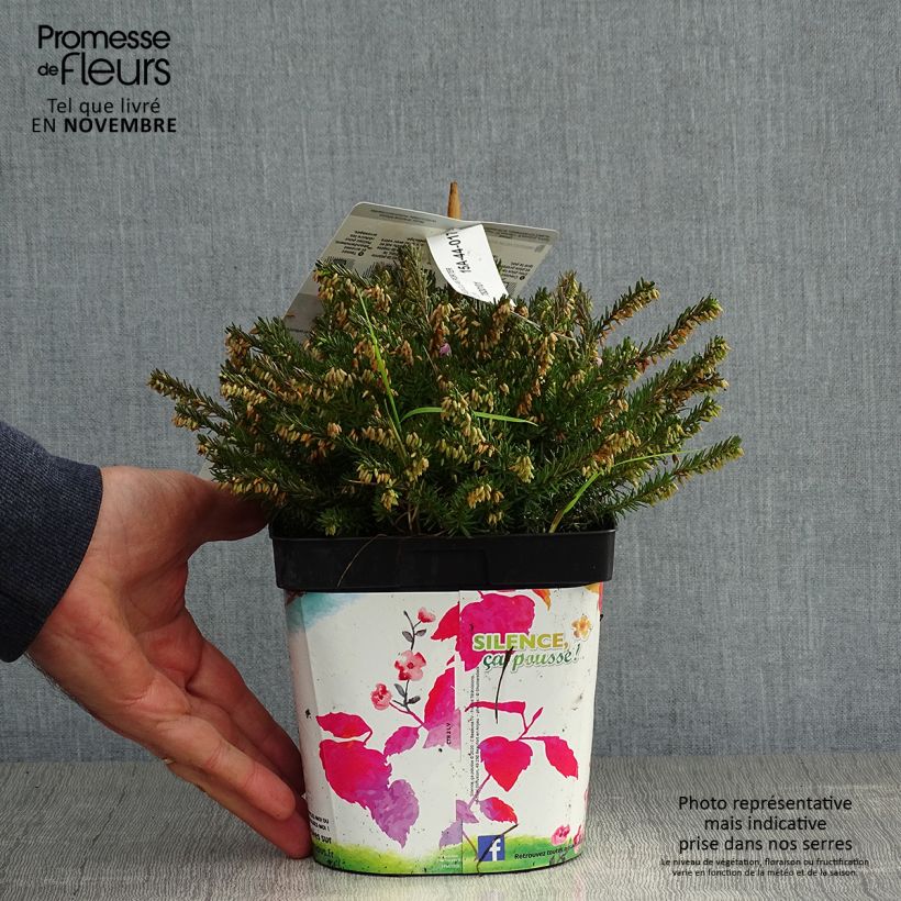 Exemplar von Bruyère des neiges - Erica carnea Jenny Porter pot de 2L wie im Herbst geliefert