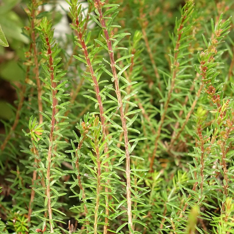 Schnee-Heide Myreton Ruby - Erica carnea (Laub)