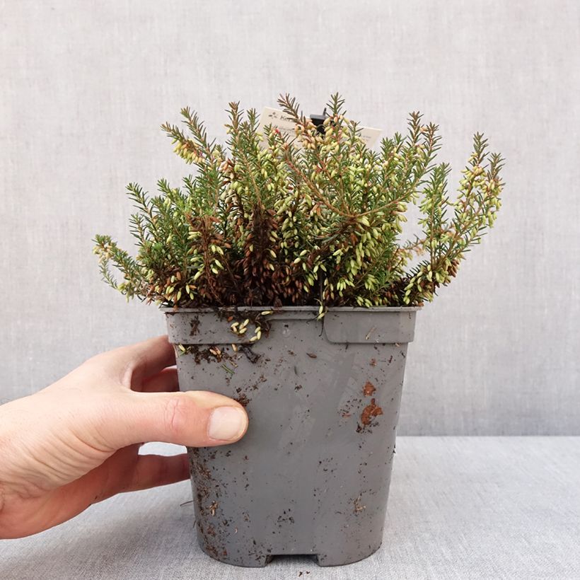 Exemplar von Schnee-Heide Rosalie - Erica carnea Topf mit 2L/3LGelieferte Höhe ca. 10cm wie im Winter geliefert