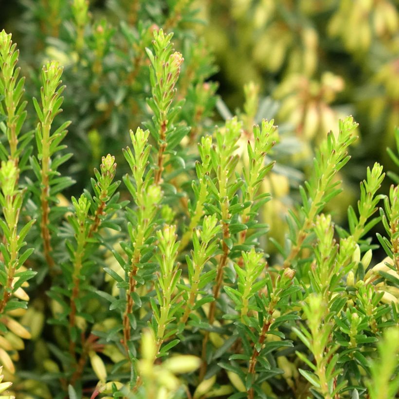 Schnee-Heide Rosalie - Erica carnea (Laub)