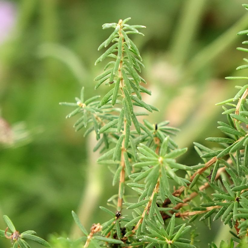 Cornwall-Heide Pyrenees Pink - Erica vagans (Laub)