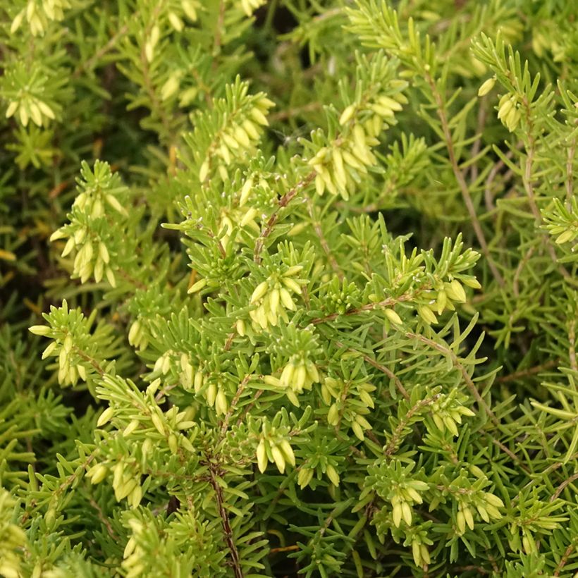 Cornwall-Heide White Rocket - Erica vagans (Laub)