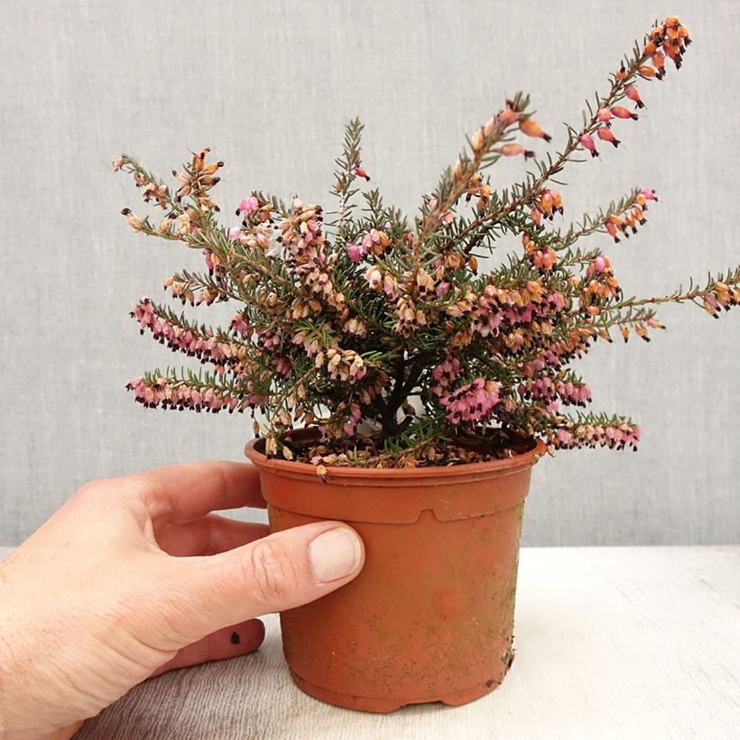 Exemplar von Winterblühende Heide Winter Belles Lucie - Erica darleyensis Topf mit 1L/1,5L wie im Frühjahr geliefert