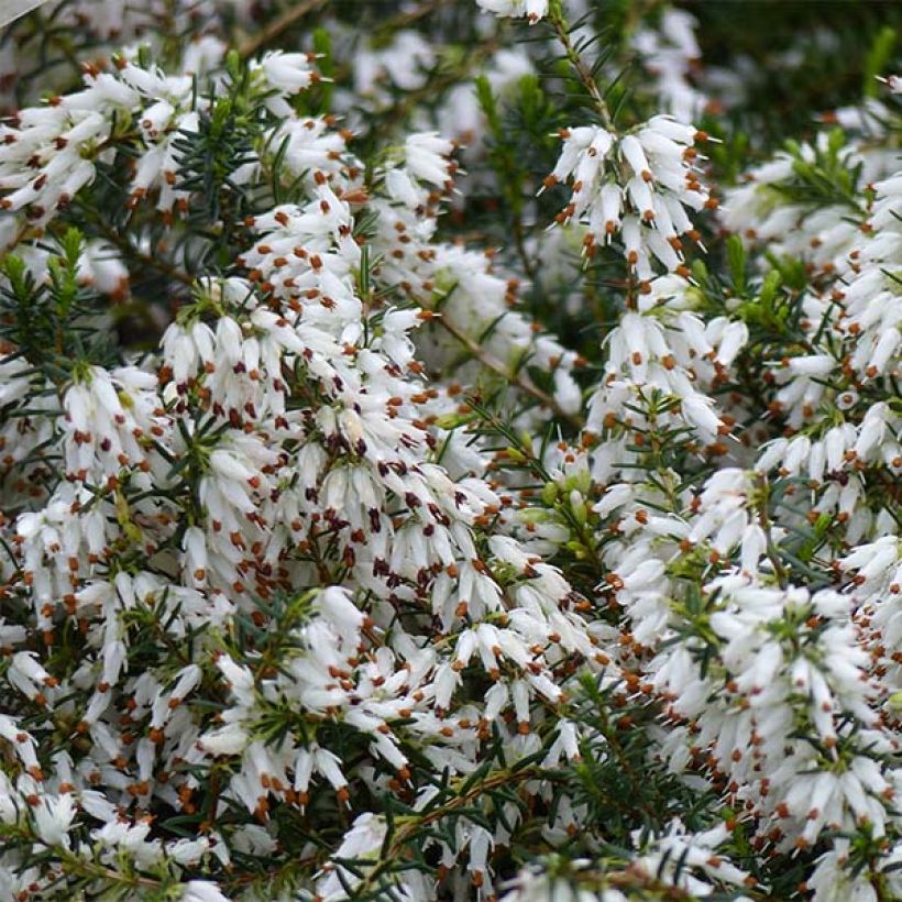 Schnee-Heide Springwood White - Erica carnea (Blüte)