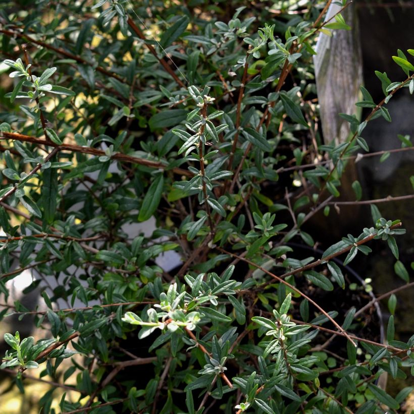 Buddleja alternifolia - Wechselblättriger Sommerflieder (Laub)