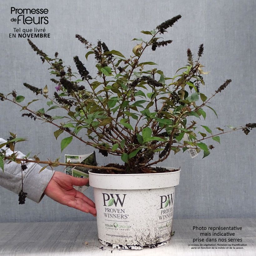 Exemplar von Buddleia Blue Chip en pot de 10L wie im Herbst geliefert