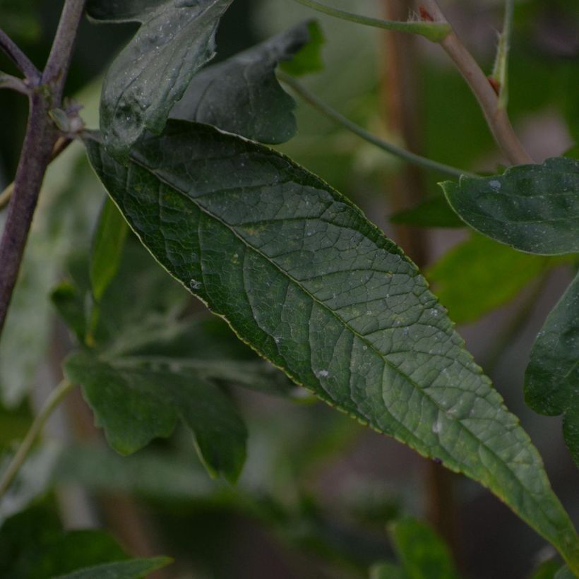 Buddleja davidii Adonis Blue - Sommerflieder (Laub)