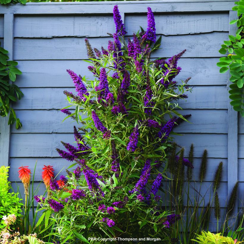 Buddleja davidii Butterfly Tower - Sommerflieder (Hafen)