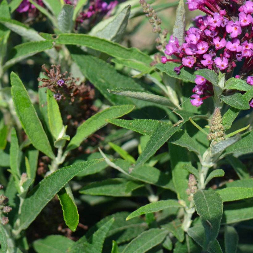 Buddleja davidii Butterfly Tower - Sommerflieder (Laub)