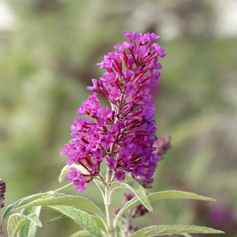 Buddleja davidii Butterfly Tower - Sommerflieder (Blüte)