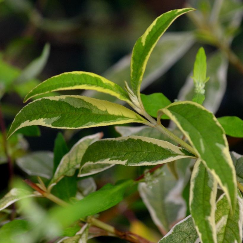 Buddleja davidii Masquerade - Sommerflieder (Laub)