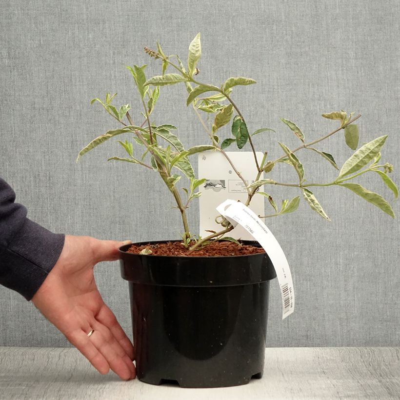 Exemplar von Buddleia davidii Masquerade - Arbre aux papillons Pot de 3L/4L wie im Sommer geliefert