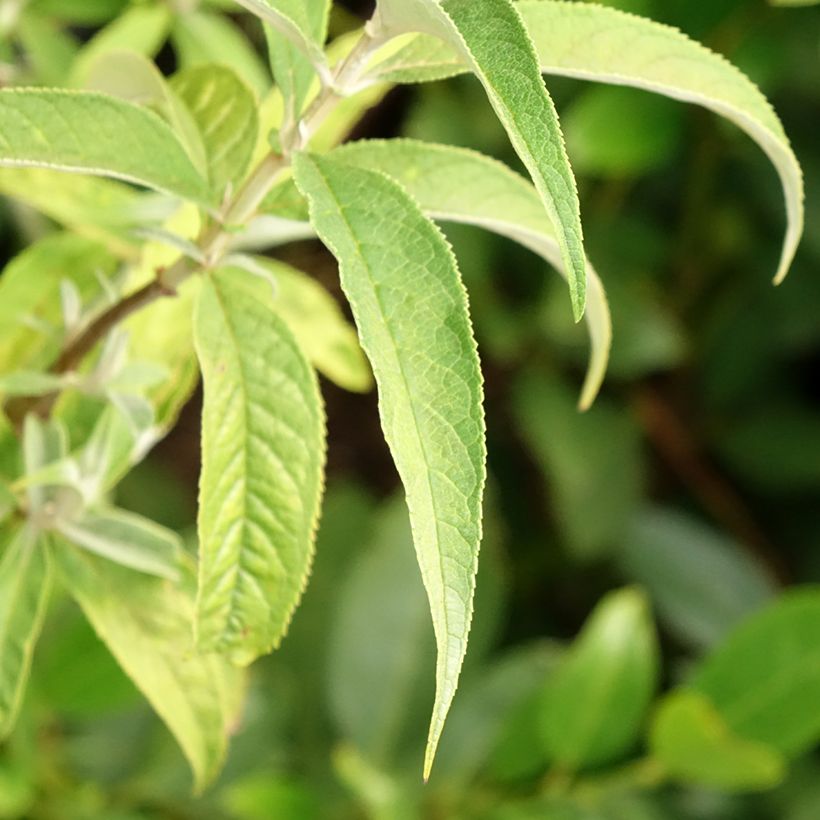 Buddleja davidii Nanho White - Sommerflieder (Laub)