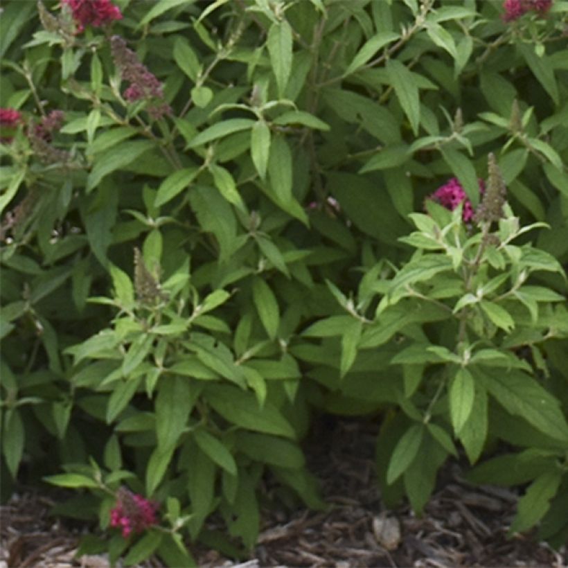 Buddleja davidii Prince Charming - Sommerflieder (Laub)