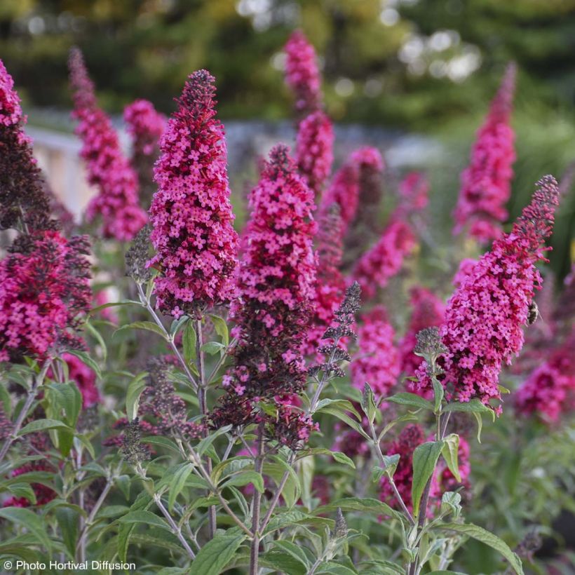 Buddleja davidii Prince Charming - Sommerflieder (Blüte)