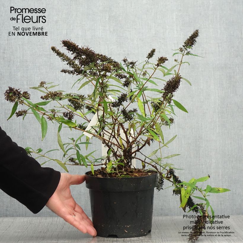 Exemplar von Buddleia davidii Purple Emperor - Arbre aux papillons Pot de 2L/3L wie im Herbst geliefert