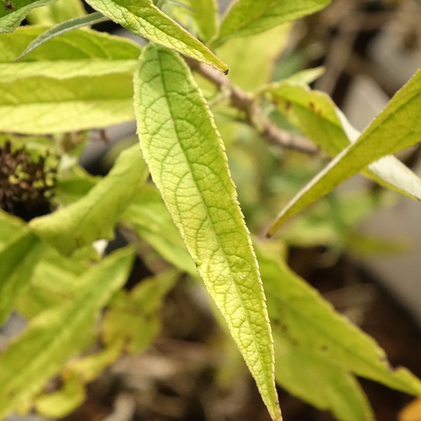 Buddleja davidii Purple Emperor - Sommerflieder (Laub)