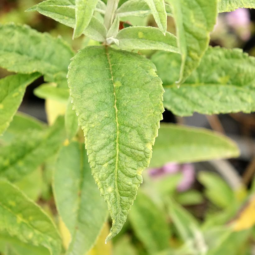 Buddleja davidii Rêve de Papillon Blanc - Sommerflieder (Laub)