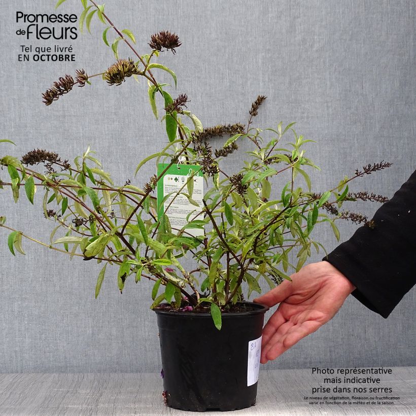 Exemplar von Buddleia davidii Santana - Arbre à papillons panaché Pot de 2L/3L wie im Herbst geliefert