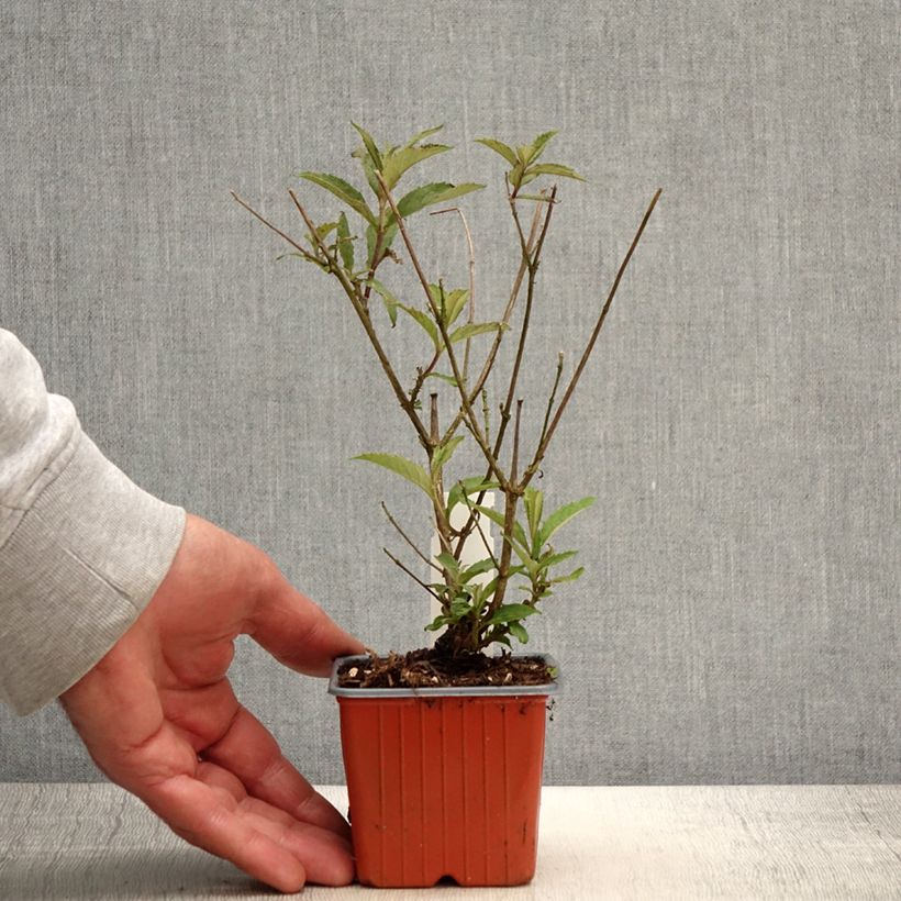 Exemplar von Buddleja davidii Sophie - Sommerflieder Kleine Töpfe von 8/9 cm wie im Frühjahr geliefert