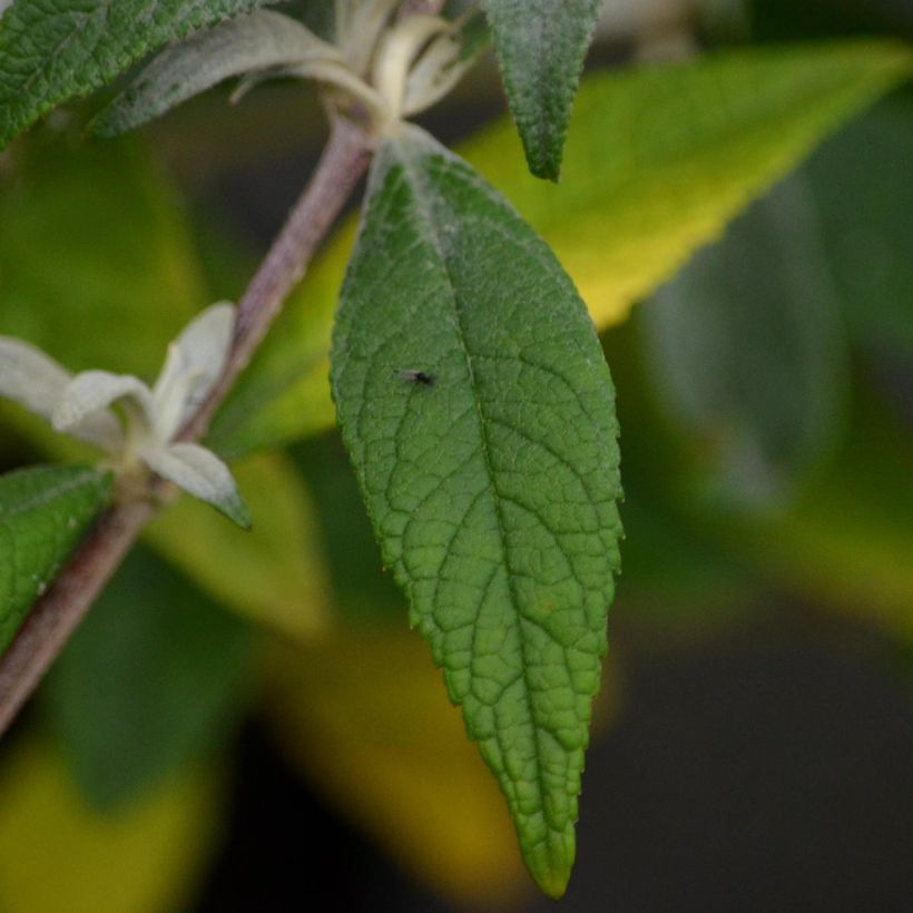 Buddleja davidii Summer Beauty - Sommerflieder (Laub)