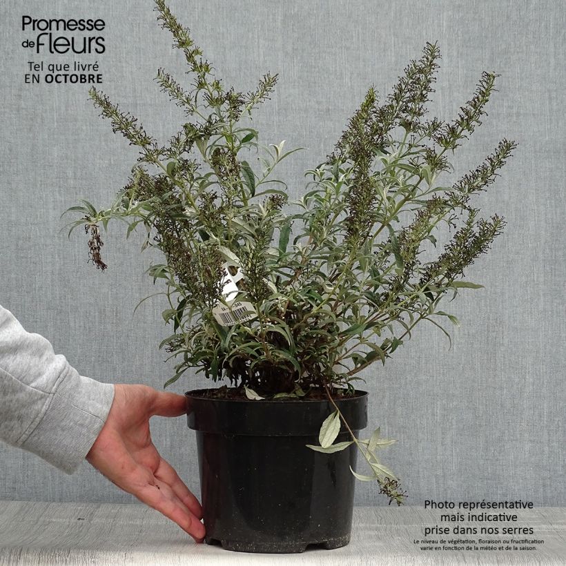 Exemplar von Buddleia davidii White Ball Pot de 3L/4L wie im Herbst geliefert