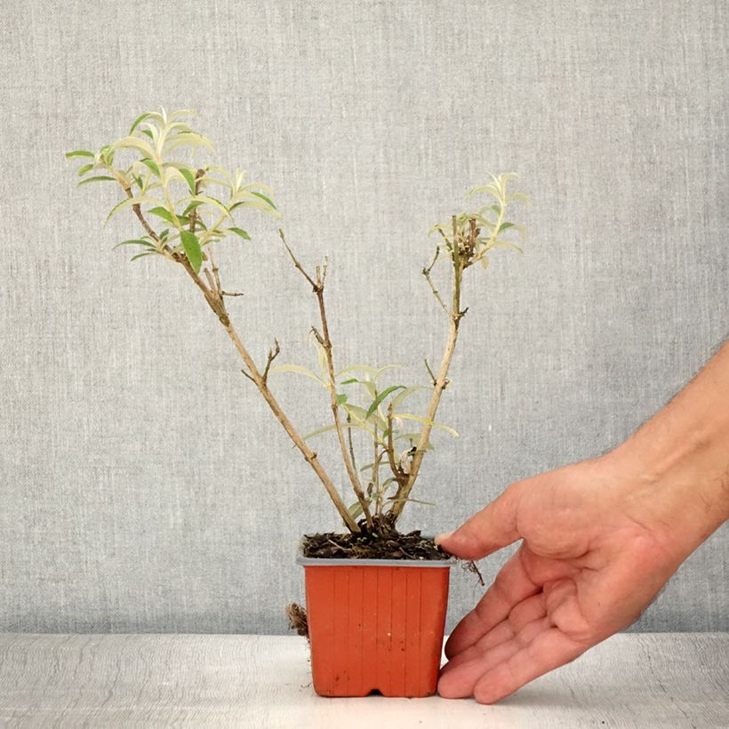 Exemplar von Buddleia davidii White Profusion - Arbre aux papillons - Godet de 8/9 cm wie im Sommer geliefert