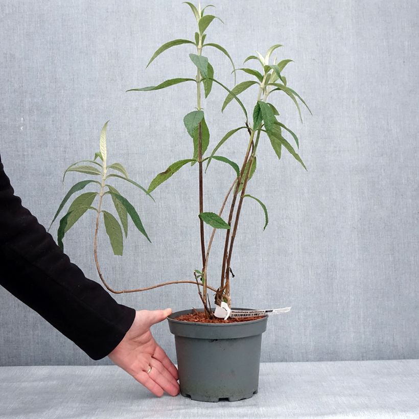 Exemplar von Buddleja globosa - Kugelblütiger Sommerflieder Topf mit 3L/4L wie im Winter geliefert