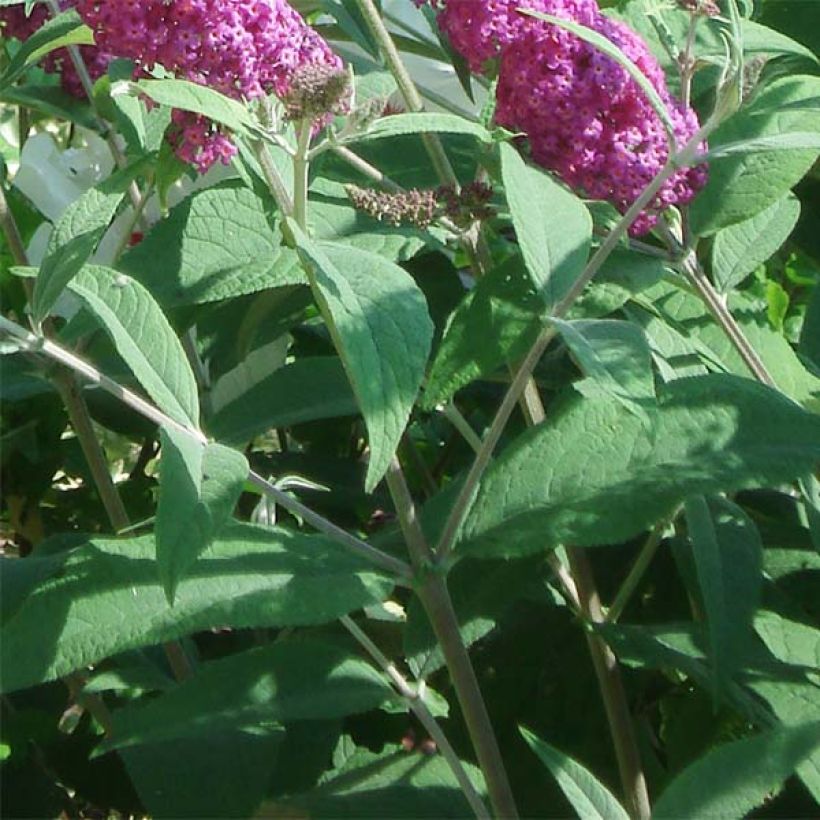 Buddleja Miss Ruby - Sommerflieder (Laub)