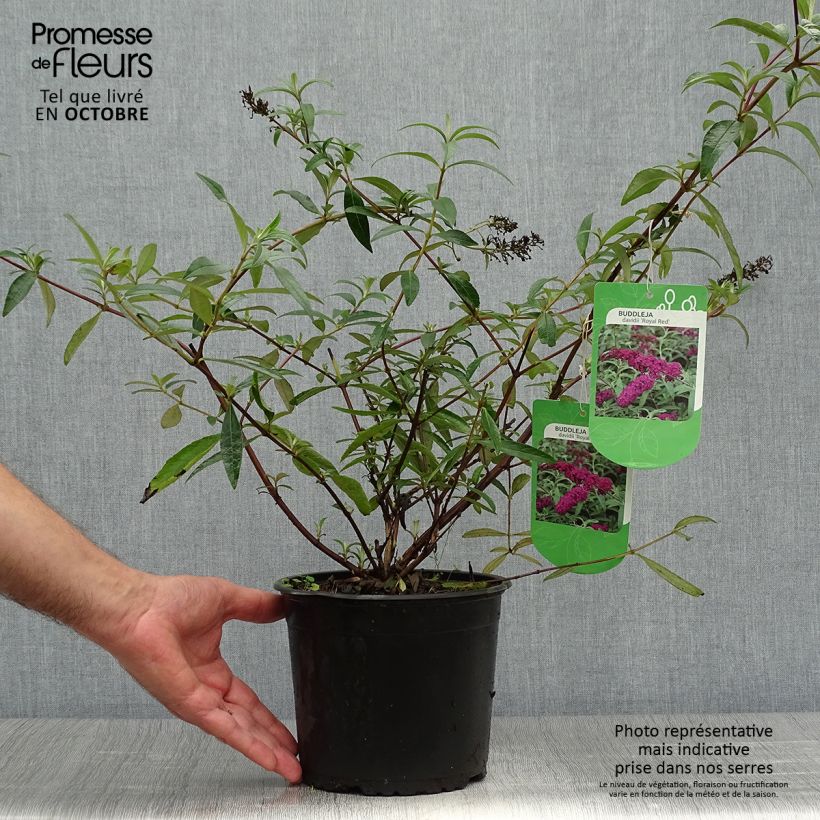 Exemplar von Buddleia Royal Red - Arbre aux papillons rouge en pot de 2/3L wie im Herbst geliefert