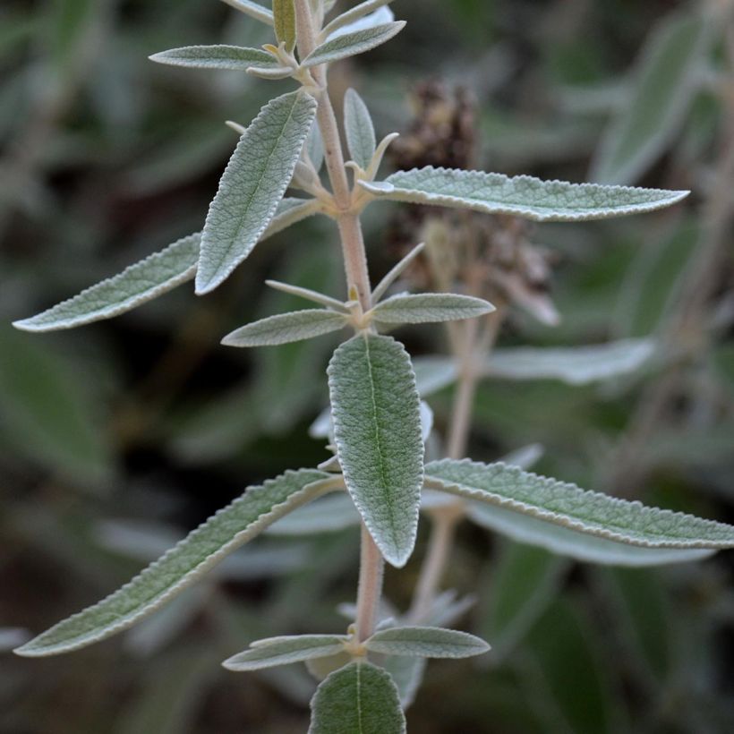 Buddleja Silver Anniversary - Sommerflieder (Laub)