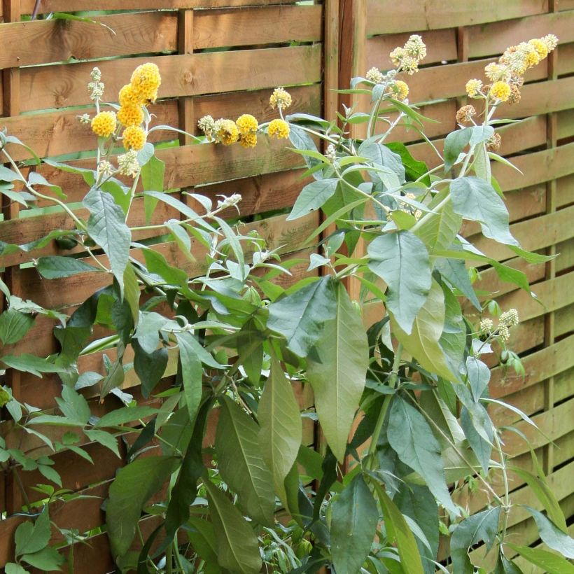 Buddleja weyeriana Sungold - Sommerflieder (Hafen)